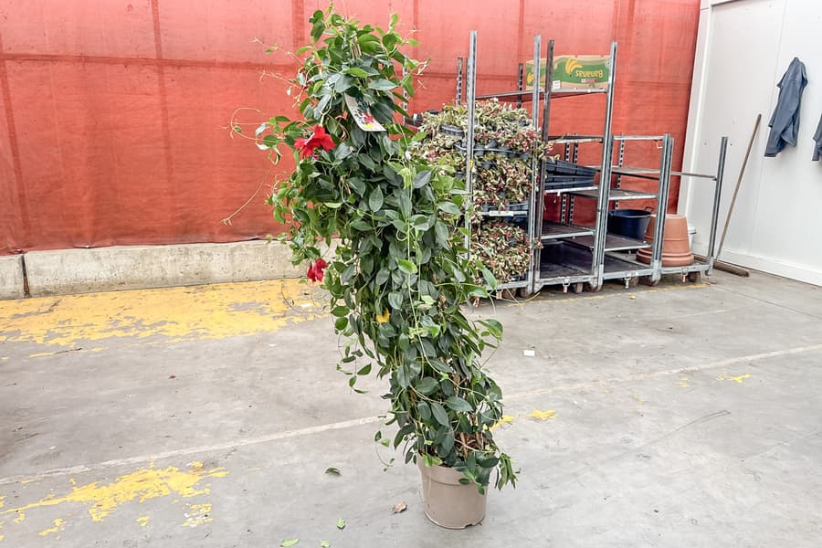 Grünpflanze Dipladenia